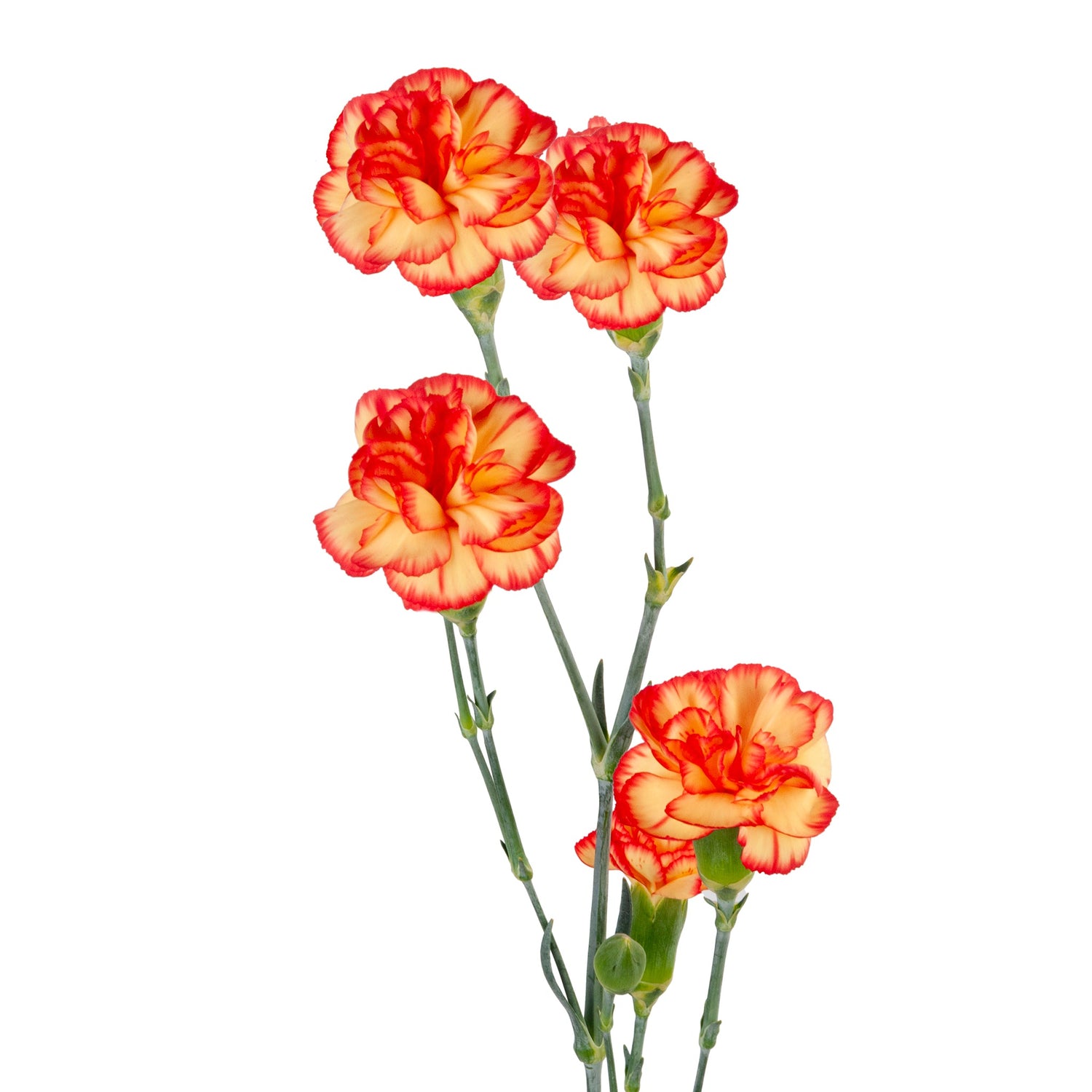 MINI CARNATION