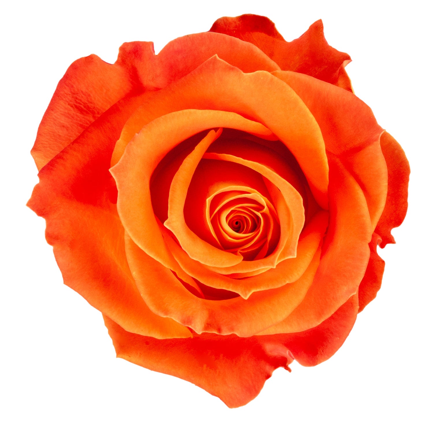 COLOR ROSE