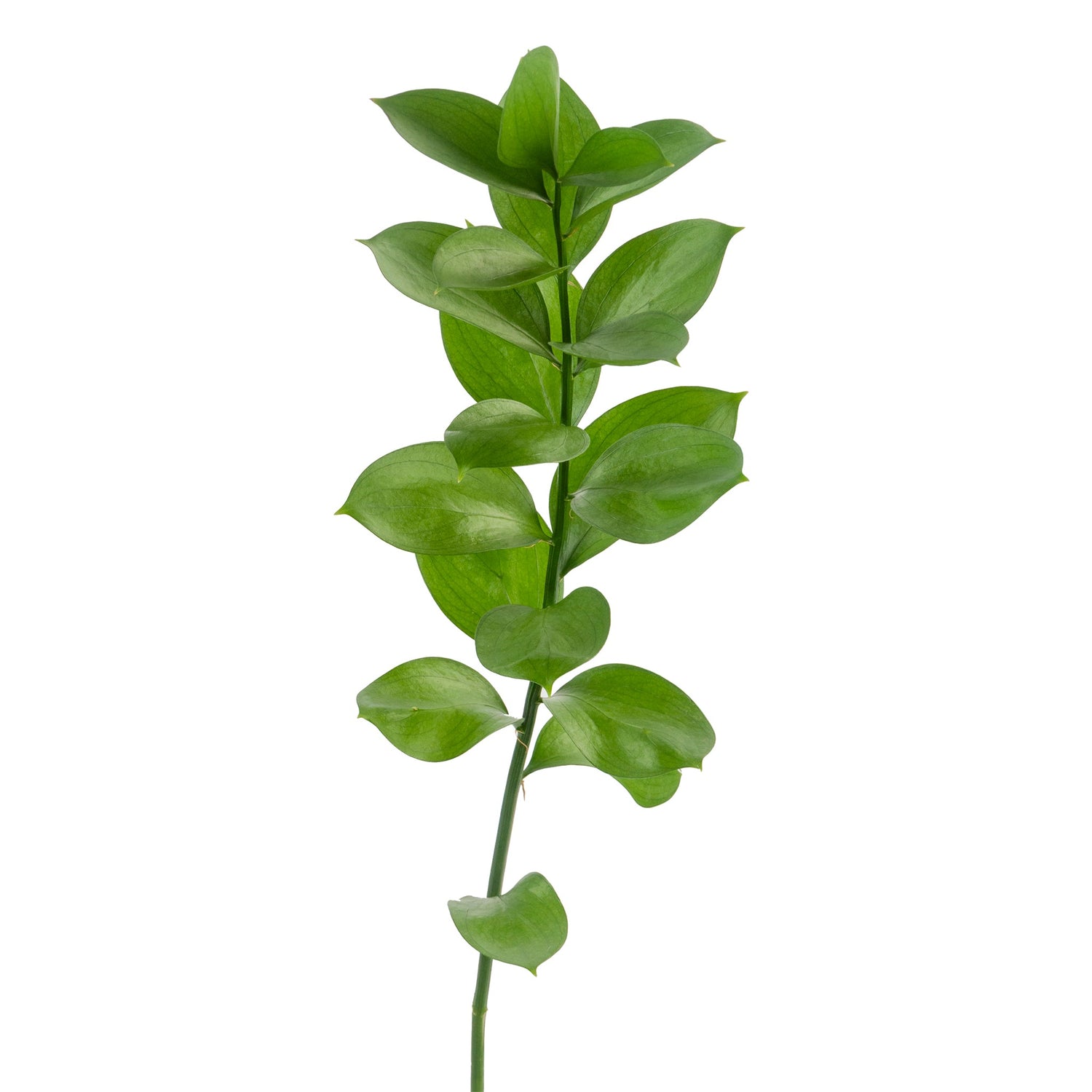 RUSCUS