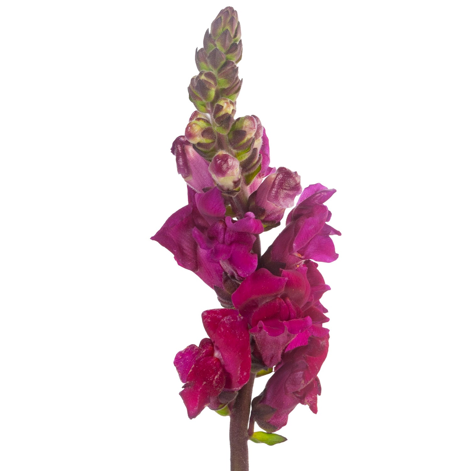 SNAPDRAGON
