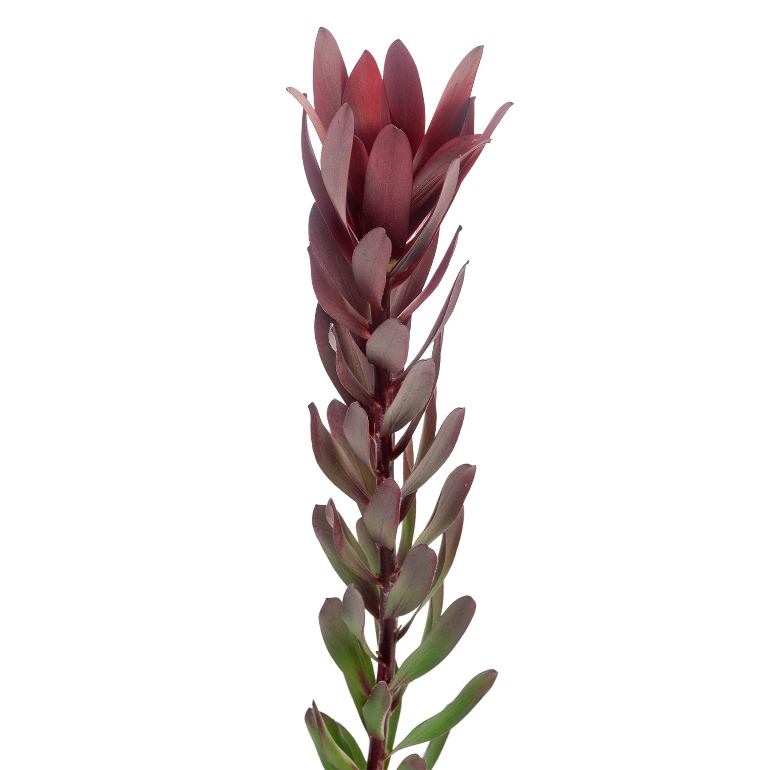 LEUCADENDRON