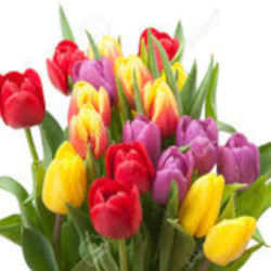 Tulips