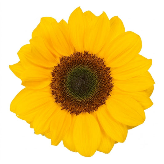 SUNFLOWER VINCENT CHIOCE PETITE
