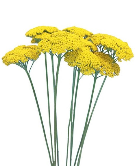 ACHILEA 60cm YEL Yarrow Yellow 10 St(Stems)