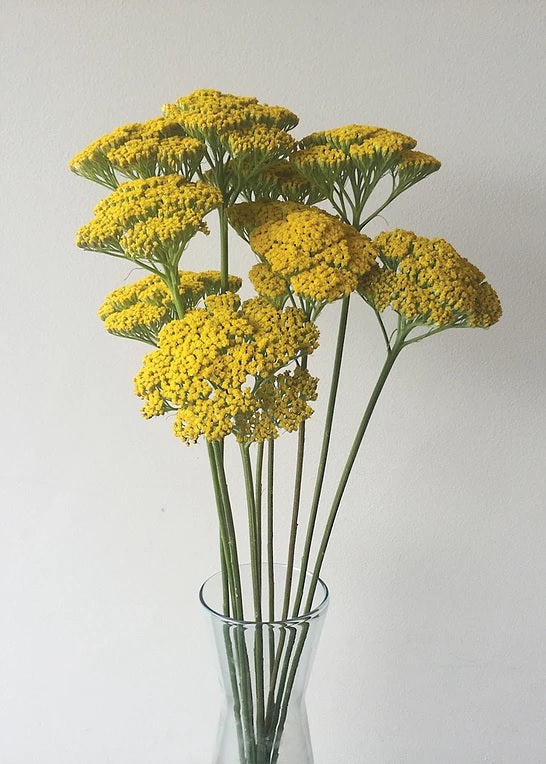 ACHILEA YELLOW 10ST 60cm