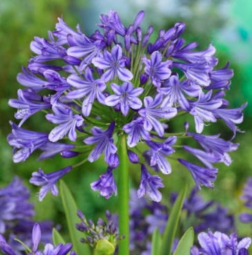 AGAPANTHUS 70cm BLU Blue 5 St(Stems)