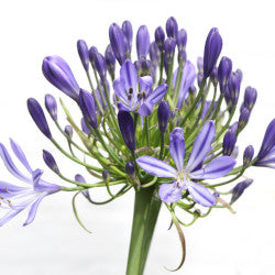 AGAPANTHUS BLUE 80CM 5ST 80cm