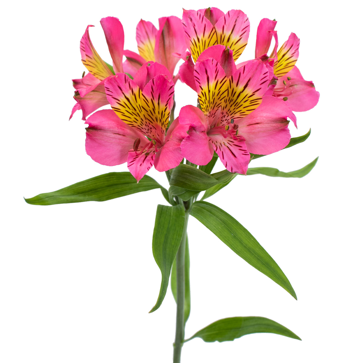 ALSTROEMERIA AMPOSTA HOT PINK 10ST SS
