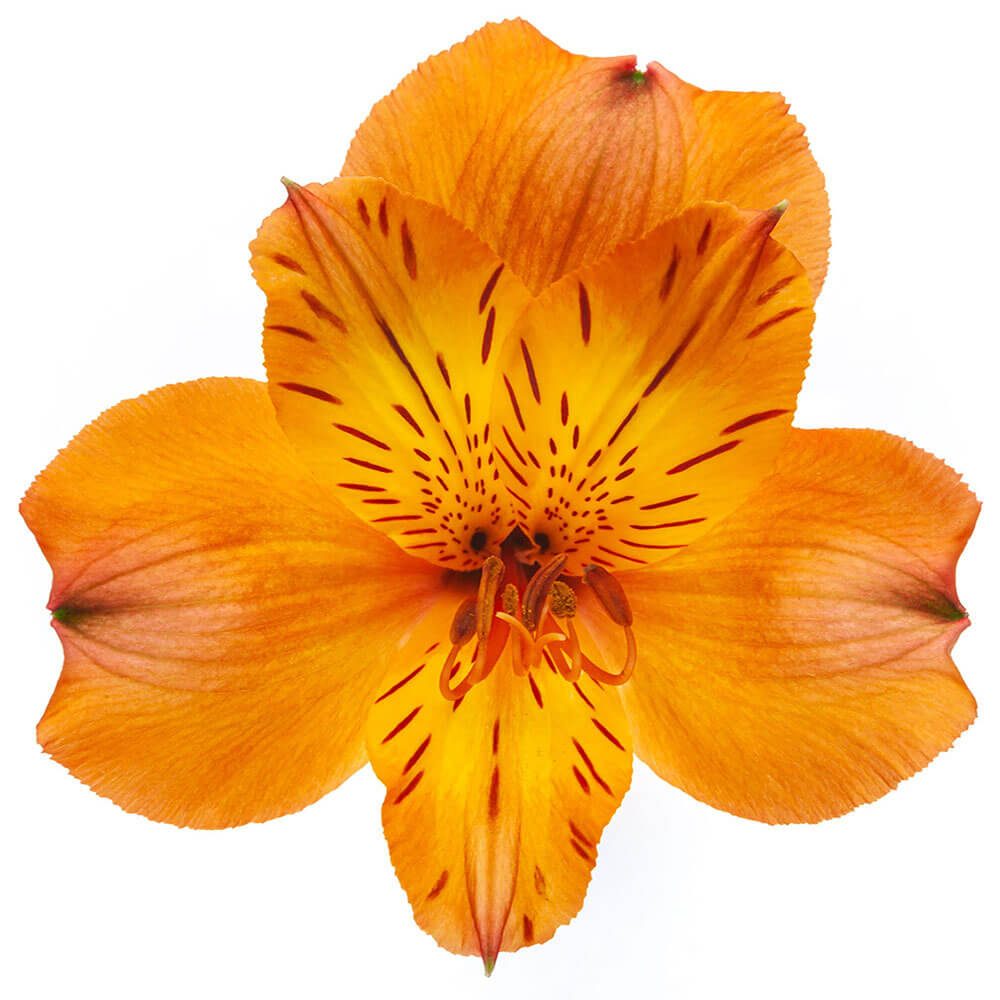 ALSTROEMERIA ORANGE JAFFA 10ST Fancy