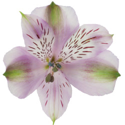 ALSTROEMERIA LAVENDER SS