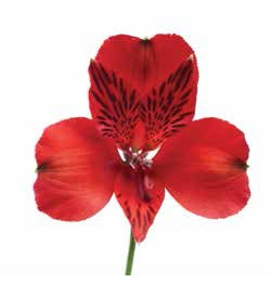 ALSTROEMERIA NADYA RED 10ST Select