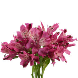ALSTROEMERIA NAPOLI PURPLE 10ST SS