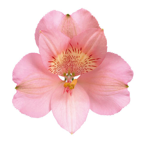 ALSTROEMERIA PRIMADONNA PINK 10ST Fancy