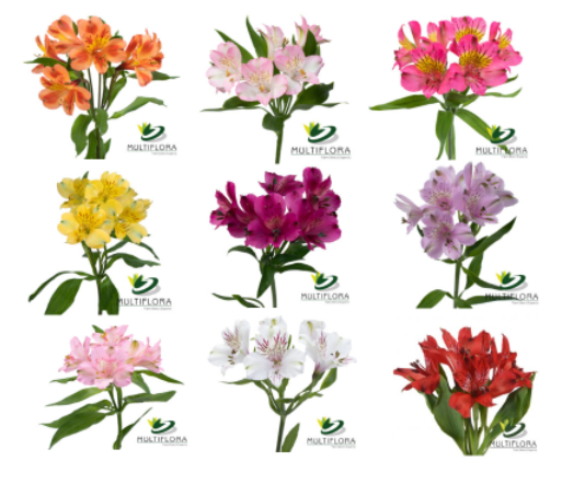 ALSTRO SS AST ASSORTED 10ST(Bunches)