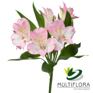 ALSTRO Select LPK Dubai 10St(Bunches)