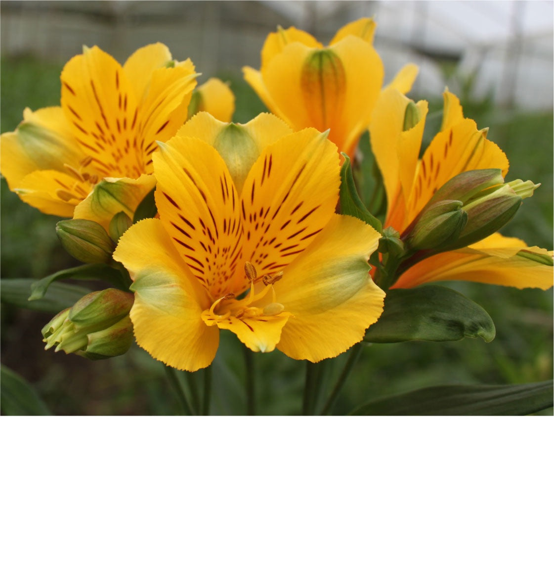 ALSTROEMERIA GOLD Select