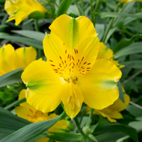 ALSTROEMERIA SUNNY LADY YELLOW 10ST Select