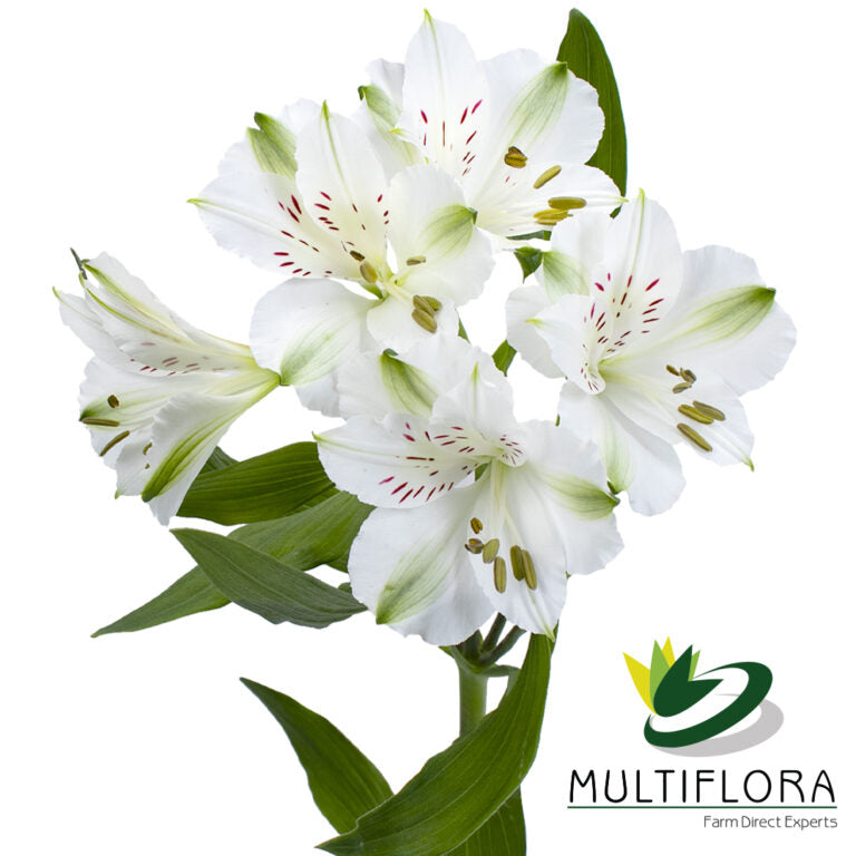 ALSTROEMERIA WINTERFELL WHITE 10ST Select