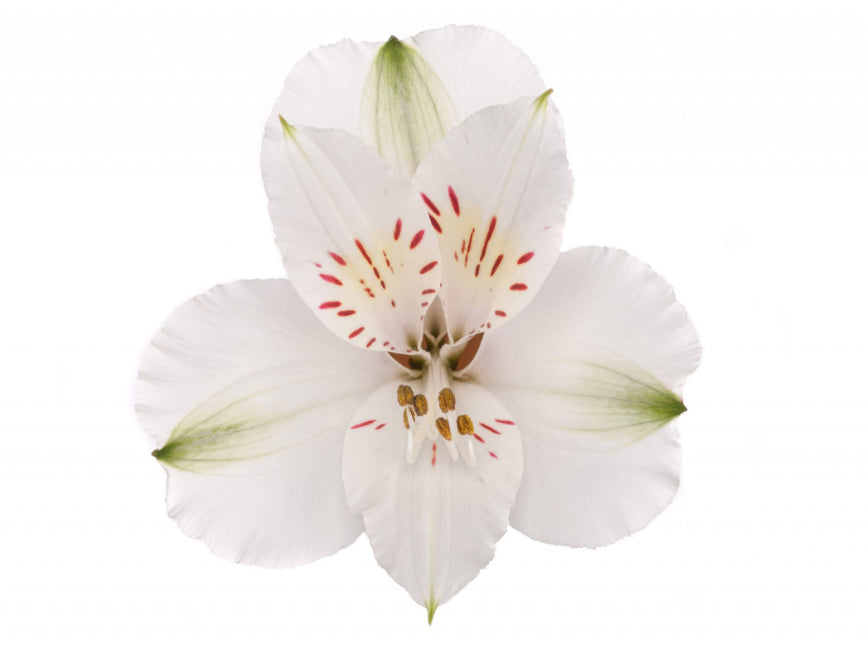 ALSTROEMERIA WINTERFELL WHITE 10ST SS