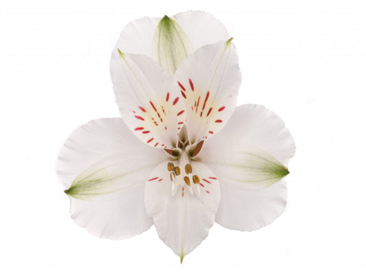 ALSTROEMERIA WINTERFELL WHITE 10ST SS