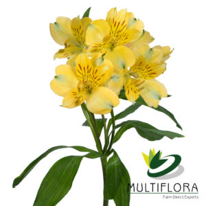 ALSTRO Fancy YEL Yellow 10st(Bunches)