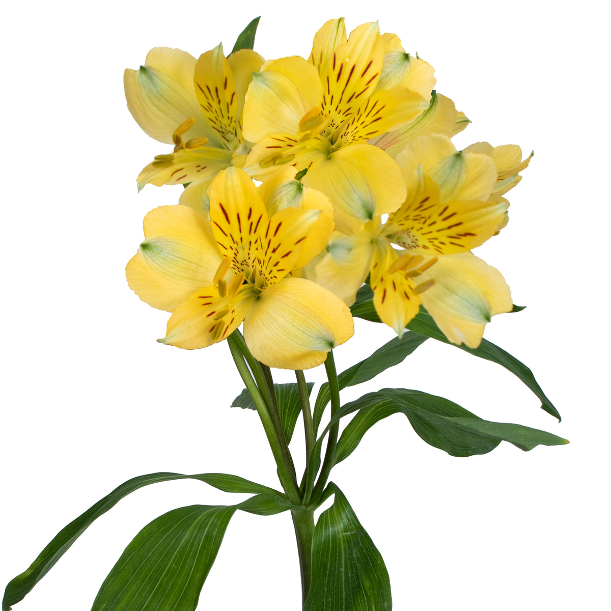 ALSTROEMERIA VOYAGER YELLOW 10ST SS