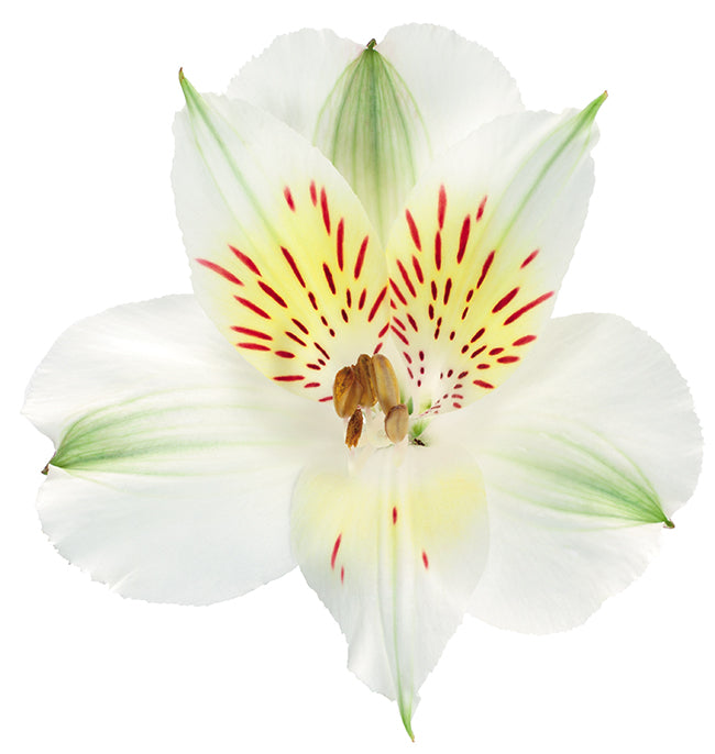 ALSTROEMERIA WHISTLER 10ST Fancy