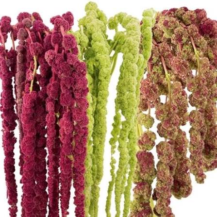 AMARANTHUS 70cm AST Hanging ASSORTED 10 St(Stems)