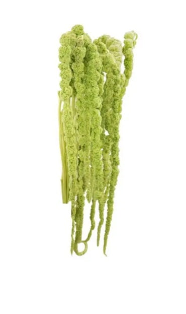 AMARANTHUS 70cm GRE Hanging 10st 10 St(Stems)