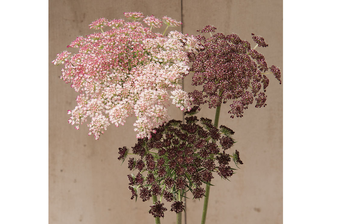 AMMIMAJUS DARA CHOCOLATE 10ST 70cm