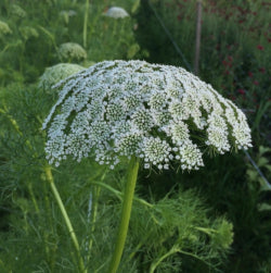 AMMIMAJUS GREEN MIST WHITE 10ST 60cm