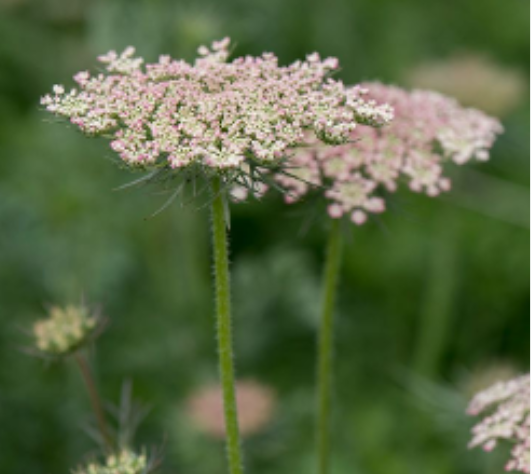 AMMIMAJUS PINK MIST 10ST 70cm