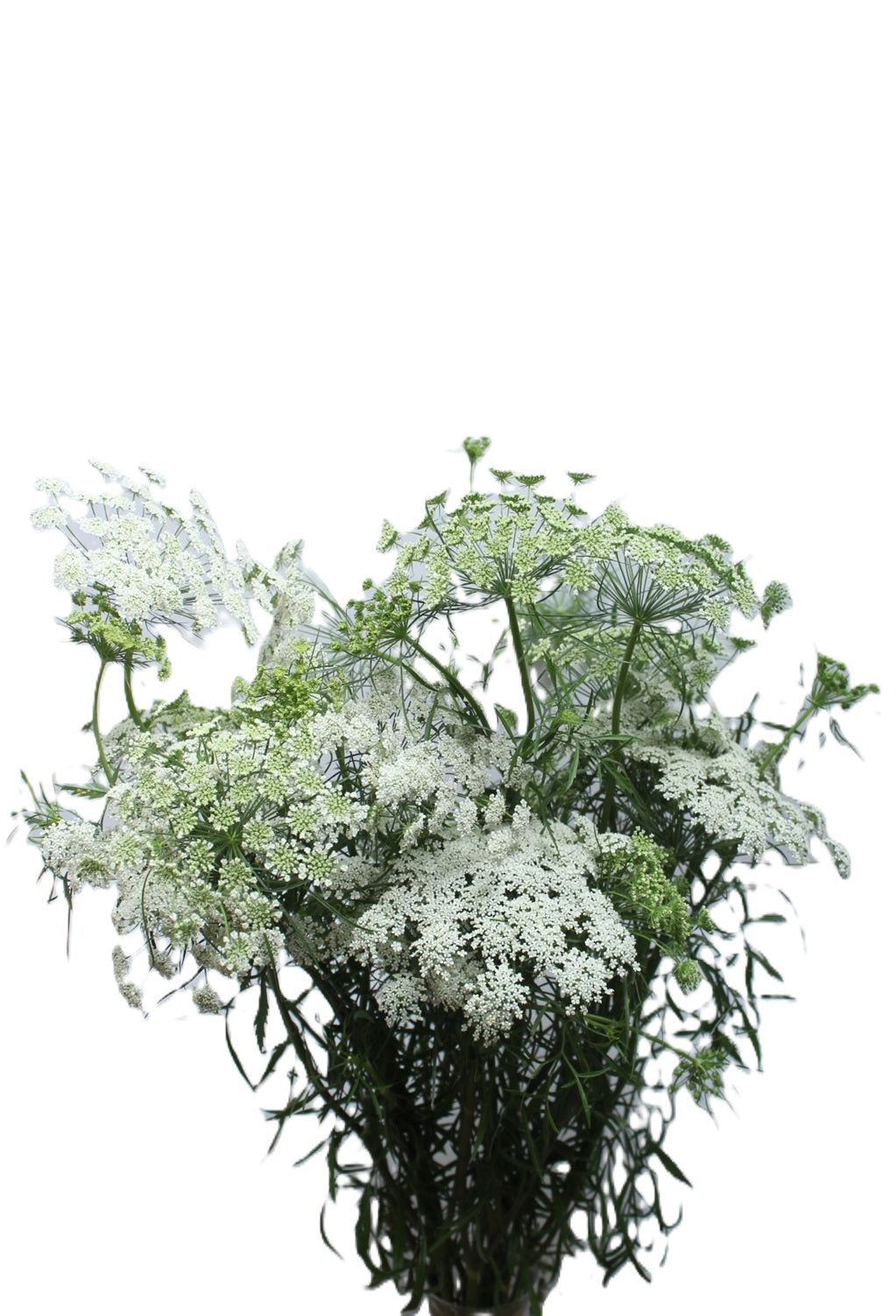 AMMI MAJUS 70cm WHI Queen Annes L. Snowflake 10st 10 St(Stem