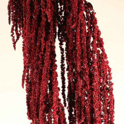 AMARANTHUS RED HANGING 5ST 80cm