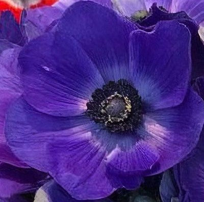 ANEMONE 40cm PUR Mistral Blue(Bunches)