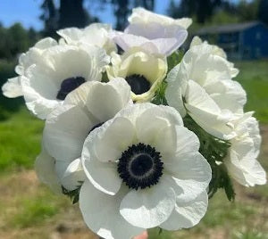 ANEMONE 40cm WHI Anemone Mistral Panda(Bunches)
