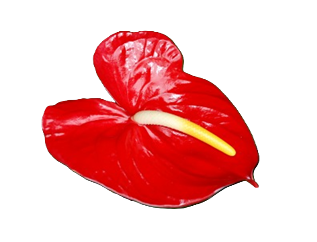 ANTHURIUMS SS RED . 1 St(Stems)