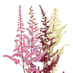 ASTILBE ASSORTED 10ST 60cm