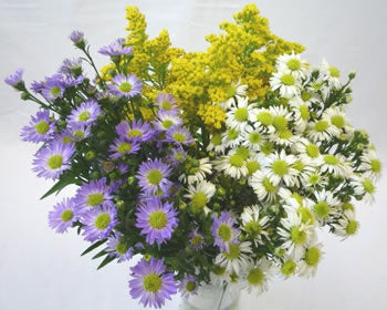 ASTER ASSORTED 10ST 70cm