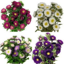 ASTER MATSUMOTO ASSORTED 10ST 60cm