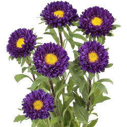 ASTER MATSUMOTO PURPLE 10ST 60cm
