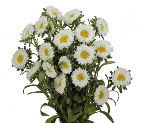ASTER MATSUMOTO WHITE 10St 60cm