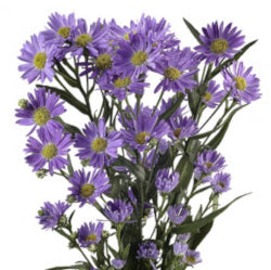 ASTER MONARCH PURPLE 10ST 70cm