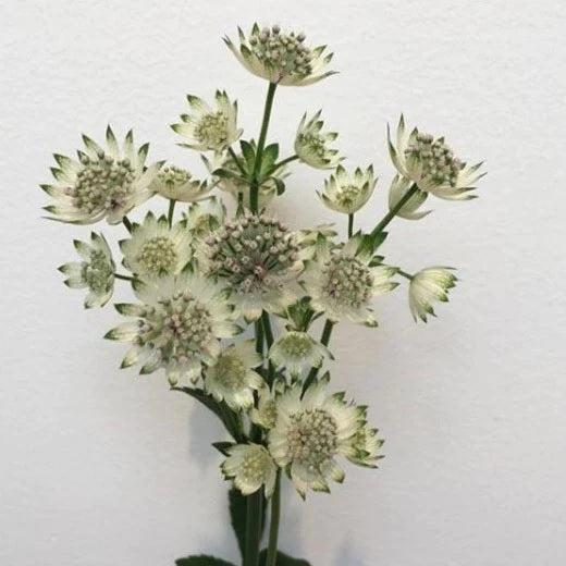 ASTRANTIA 50cm WHI White 10St 10 St(Stems)