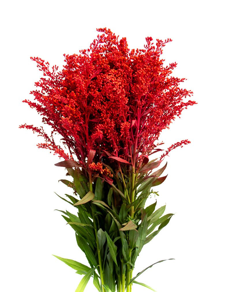 SOLIDAGO TINTED RED  ABSORTION 10ST 70cm