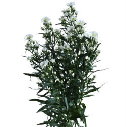 ASTER SYMPHONY WHITE 10ST 70cm