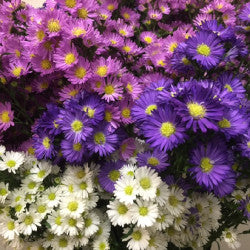 ASTER 70cm AST ASSORTED 10ST(Bunches)