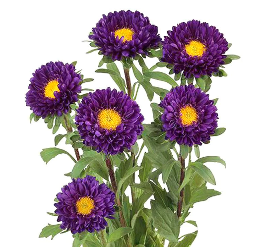 ASTER 60cm PUR Matsumoto Purple 10st(Bunches)