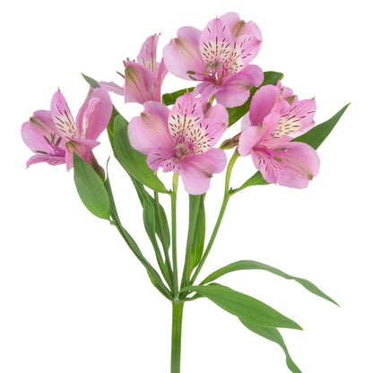 ALSTROEMERIA MILA LAVANDER SEL