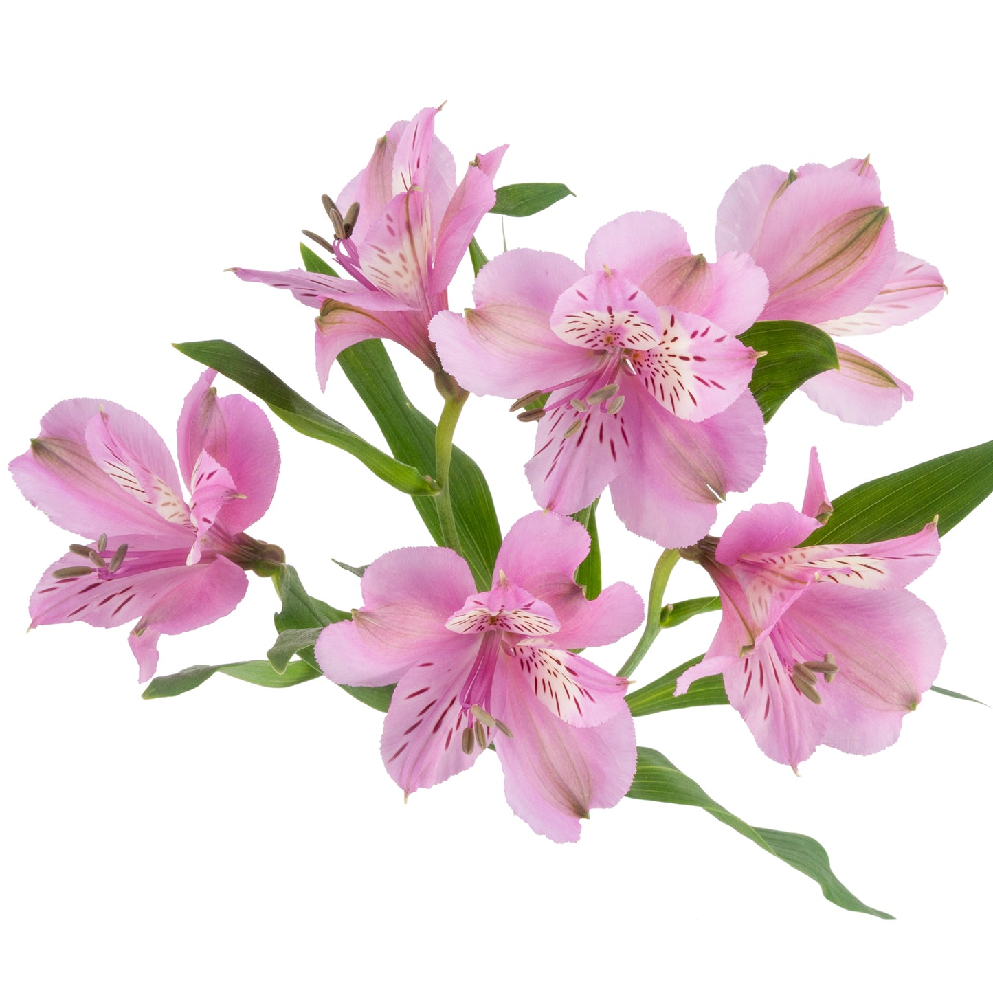 ALSTROEMERIA MILA LAVANDER SEL